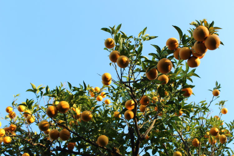 The citrus Garden L’Agruminato Giardini di Cataldo