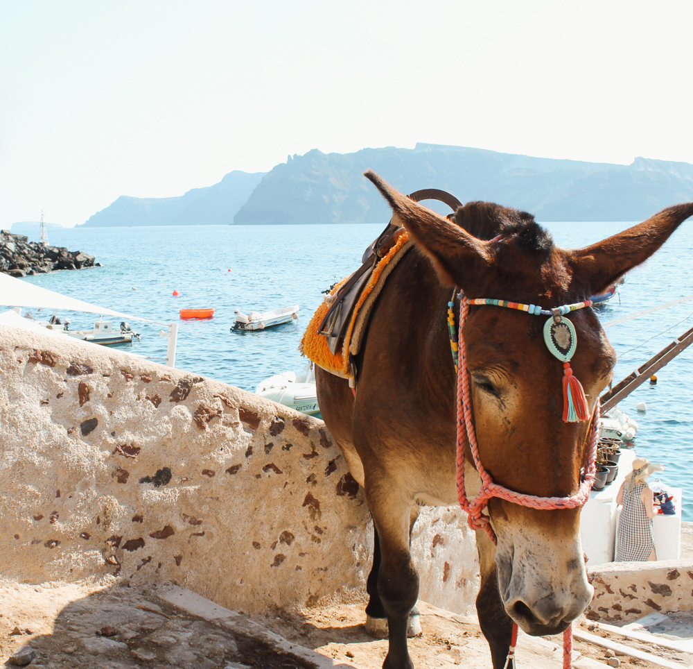 Attempting to Ride a Donkey in Santorini