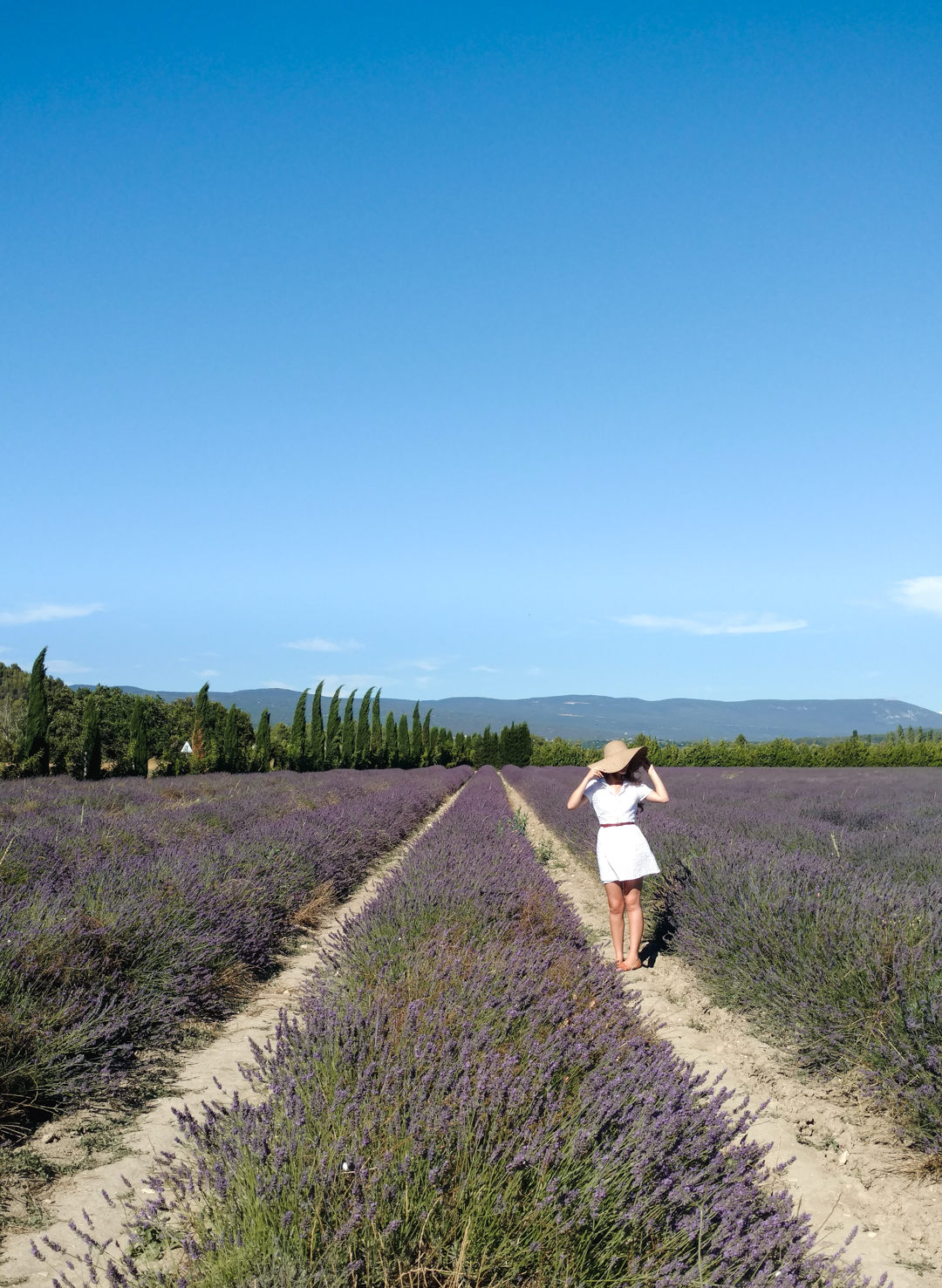 Lavender Fields in Provence 