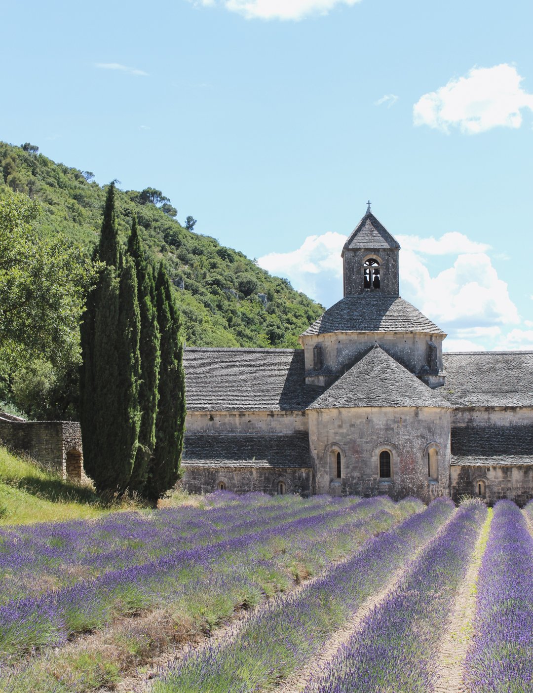 Lavender Fields in Provence
