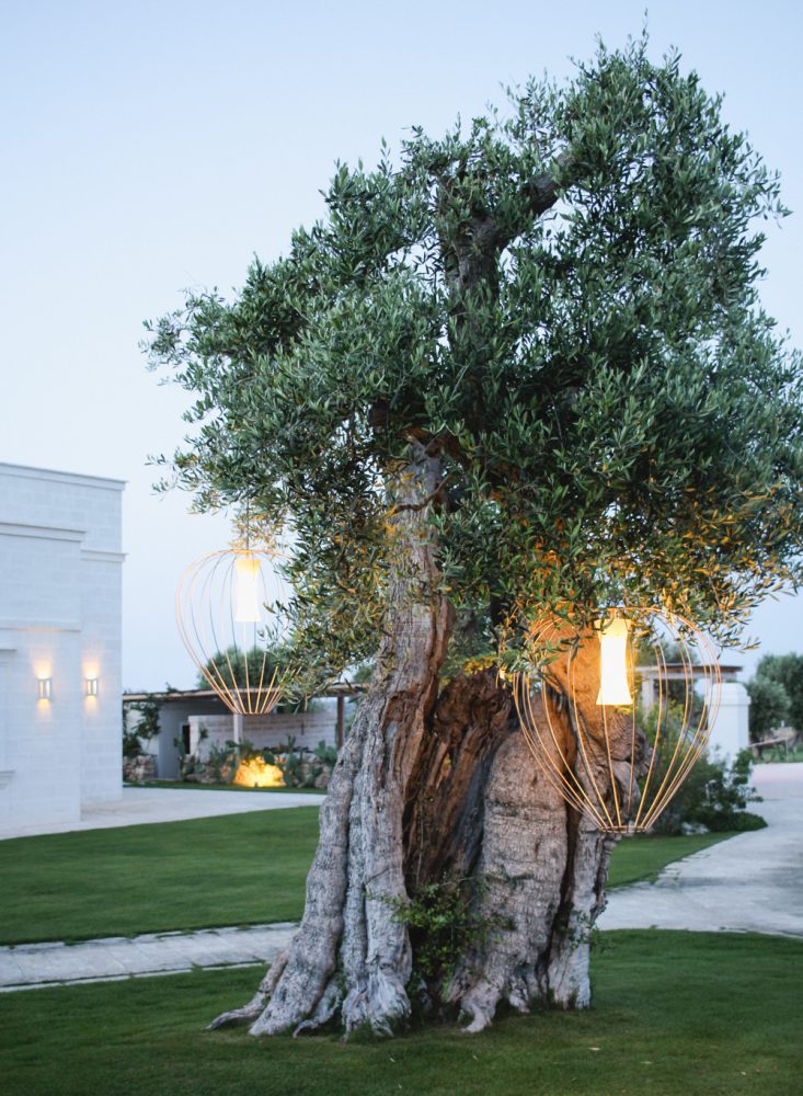 Olive Tree in Puglia at a Masseria 