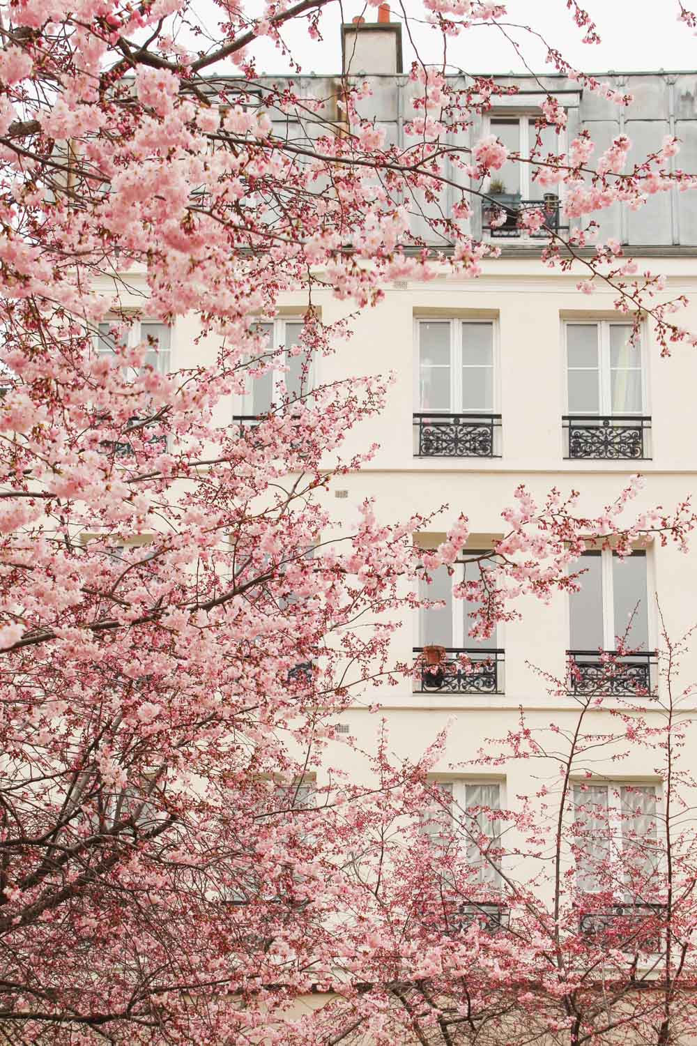 Pink Blossoms in Paris during the Spring |