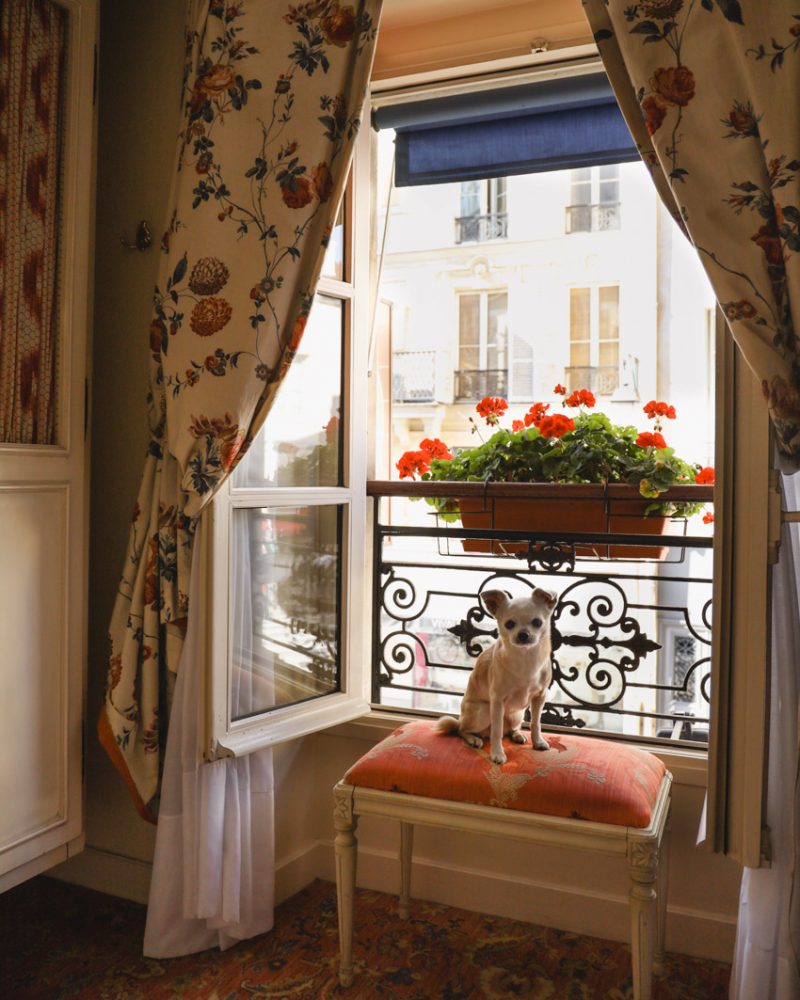 Dog in pet-friendly hotel in Paris