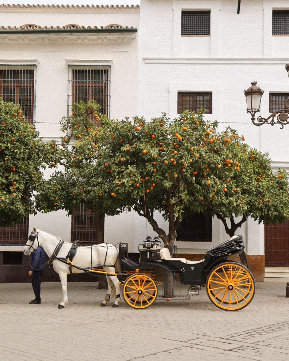 Orange Tree and Horse-Drawn Carriage in Seville, Spain 